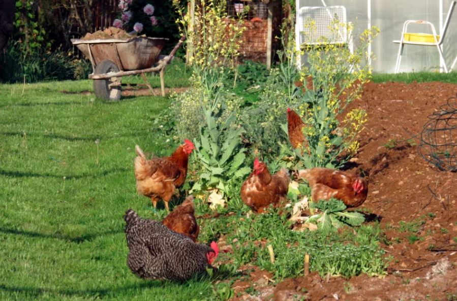 Ayam yang diumbar biasanya akan memakan apa saja yang ada di sekitarnya. Jadi usahakan bagi Anda yang memiliki tanaman atau ladang sayur untuk memberikan pagar yang tinggi agar ayam tidak merusak taman atau sayuran tersebut | image 7 