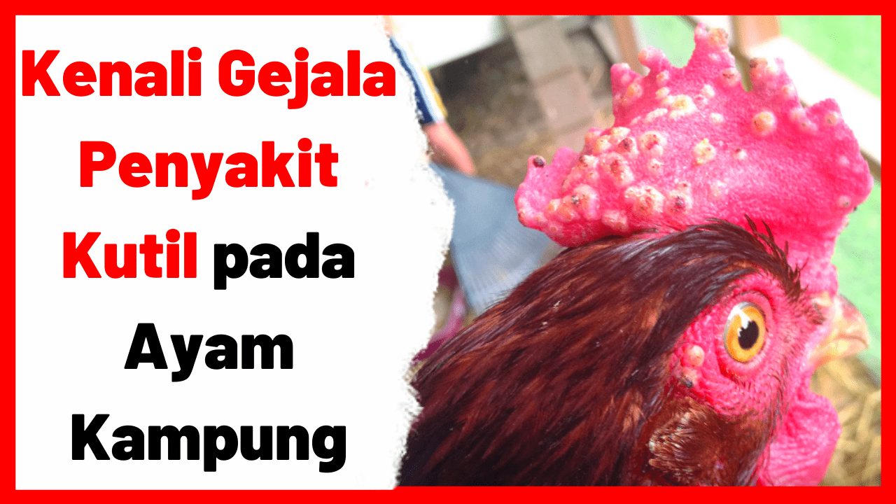 Kenali Gelaja Penyakit Kutil pada Ayam Kampung | cover