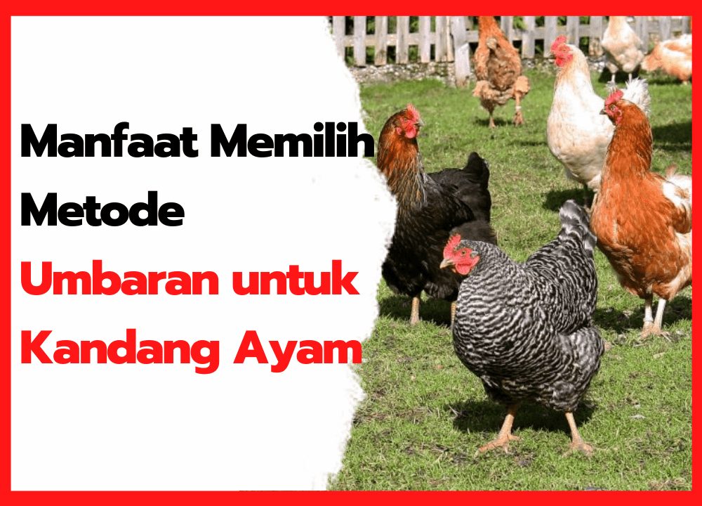 Manfaat Memilih Metode Umbaran untuk Kandang Ayam | cover