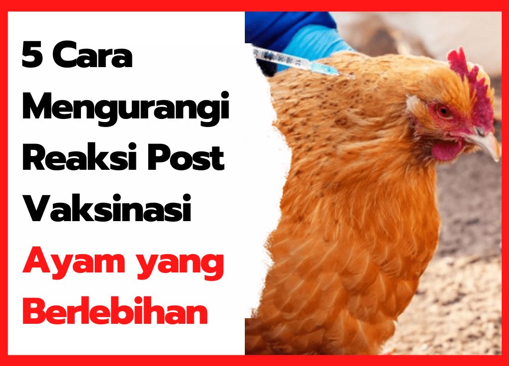 5 Cara Mengurangi Reaksi Post Vaksinasi Ayam yang Berlebihan | thumbnail