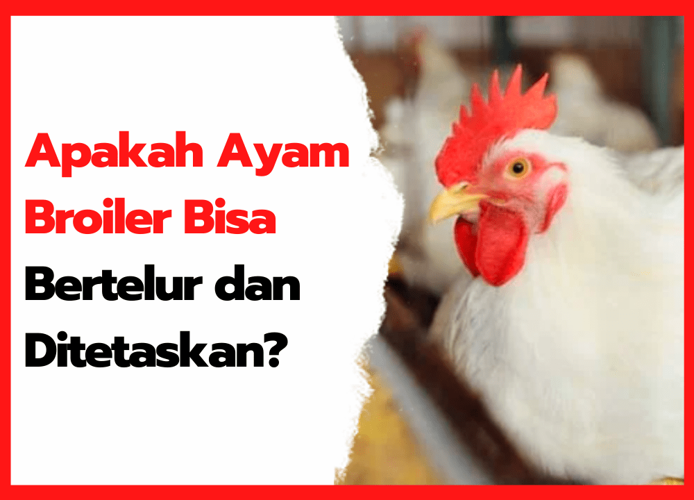 Apakah Ayam Broiler Bisa Bertelur dan Ditetaskan ? | cover