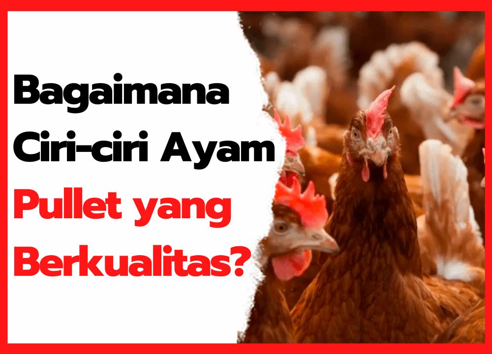 Bagaimana  Ciri-ciri Ayam Pullet yang Berkualitas ? | cover