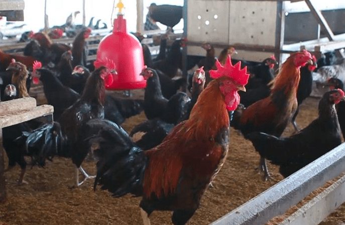 Ayam KUB muncul dari hasil riset Balai Penelitian Ternak (Balitnak) Bogor | image 1