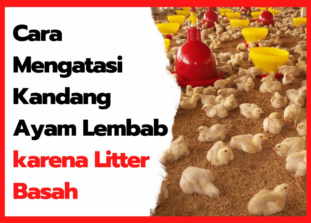 Mengatasi Kandang Ayam Lembab yang di Sebabkan oleh Litter Basah | thumbnail