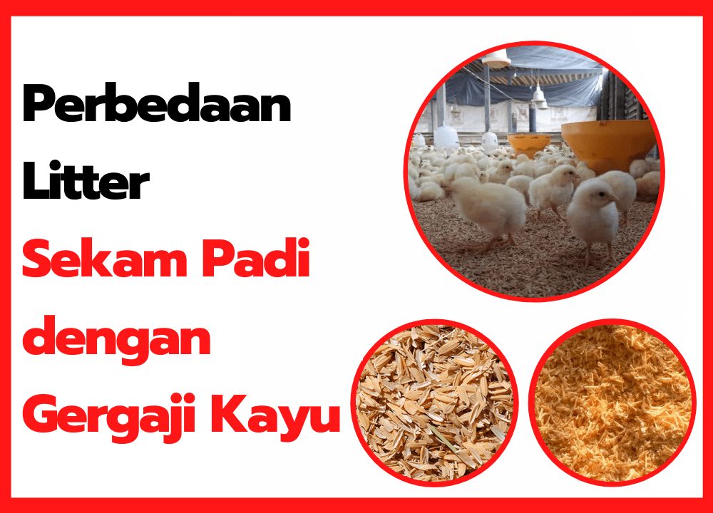 Sekam Padi vs Serbuk Gergaji Untuk Alas Kandang Ayam