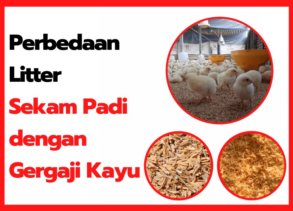 Perbedaan Alas Kandang Ayam Menggunakan Sekam Padi dengan Gergaji Kayu | thumbnail