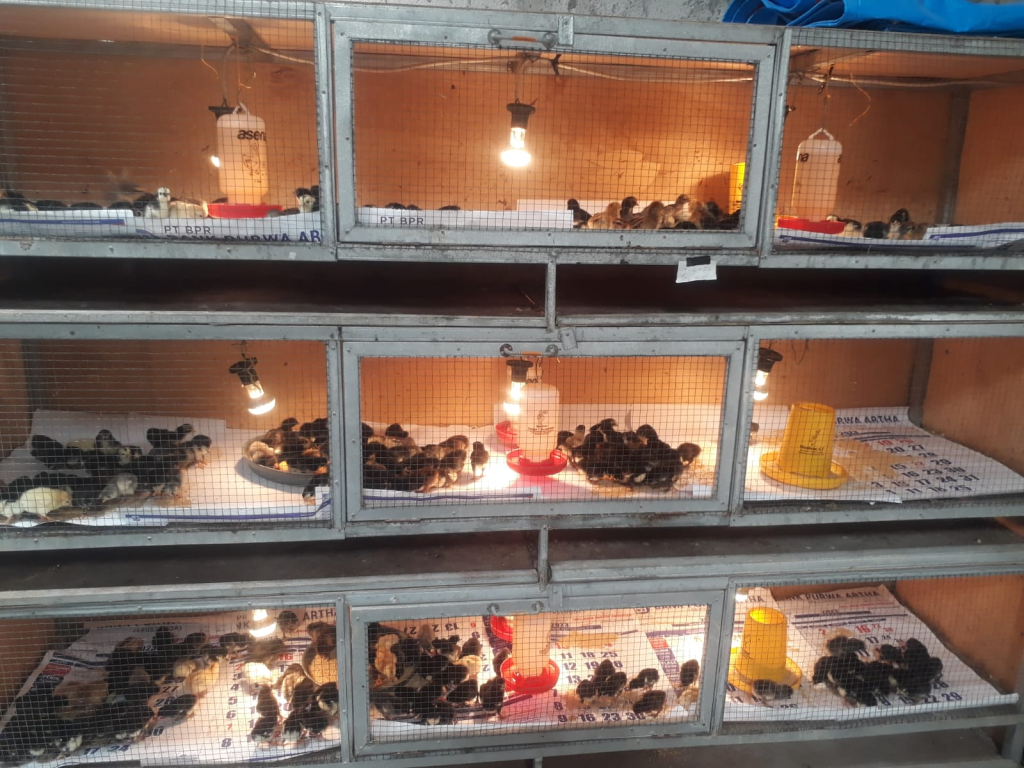 DOC/ bibit ayam KUB berada dalam kandang brooding