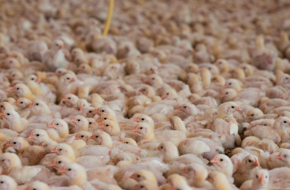 Agar tidak terjadi kemtian ayam yang begitu banyak, maka peternak perlu adanya mengatur jumlah kepadatan yang ada di dalam kandang | weanimalsmedia.org