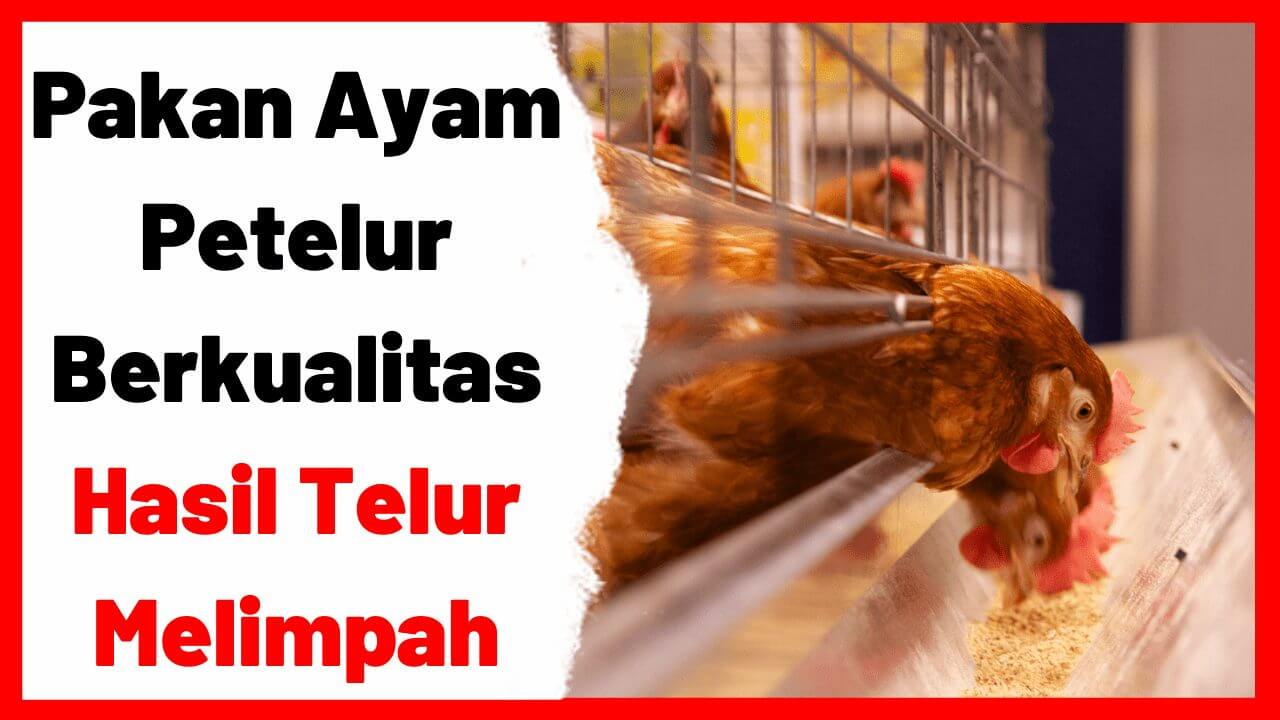 Pakan Ayam Petelur Berkualitas Hasil Telur Melimpah | cover