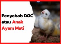 Penyebab DOC atau Anak Ayam Mati Penyebab DOC atau Anak Ayam Mati | cover