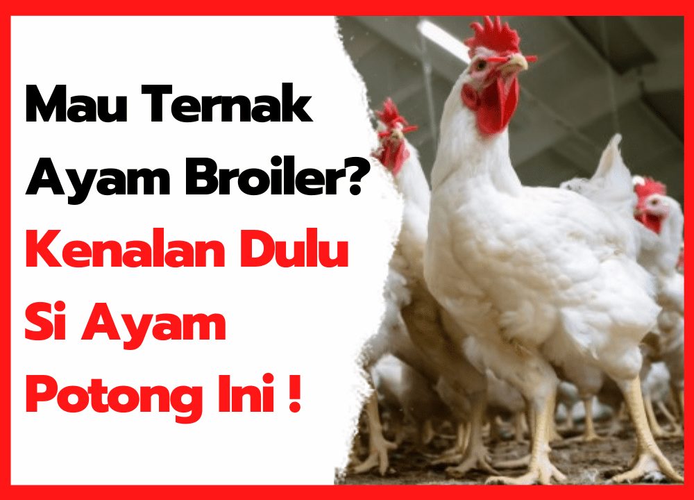 Usia 35 Hari Ayam Broiler Sudah Bisa di Panen | thumbnail