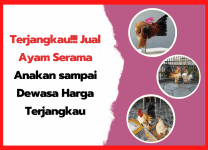 Asal Usul Ayam American Silkie Si Ayam Berbulu Sutera | cover