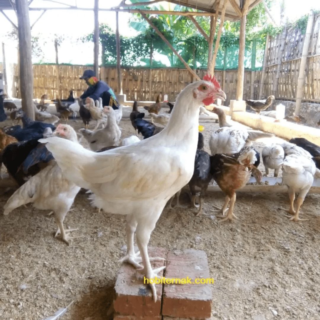 Ayam Kampung menjadi salah satu jenis ayam pedaging yang banyak diternakan oleh masyarakat di Indonesia | image 2