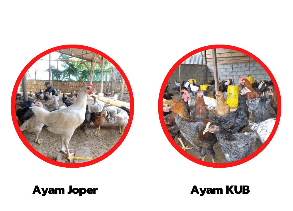 Ayam JOPER dan Ayam KUB memiliki manfaat yang berbeda - beda. Tentukan pilihan Anda sekarang juga | image 9