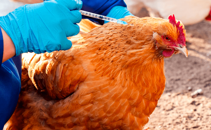 Pemberian vaksin untuk ayam sangat penting agar ayam terhindar dari serangan penyakit dan kekebalan tubuh tetap terjaga I image 5