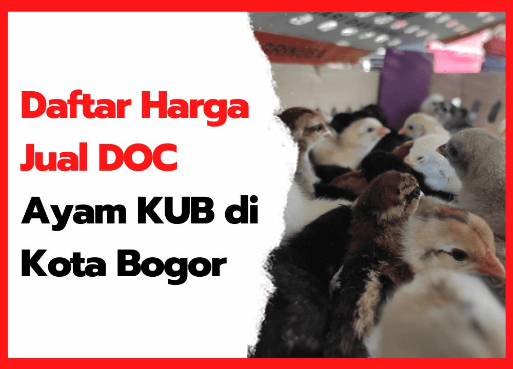 Daftar Harga Jual DOC Ayam KUB di Kota Bogor | cover