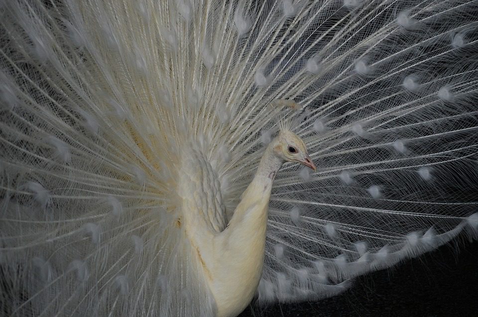 Merak putih memiliki pigmen warna pada matanya, sehingga ia tidak dikategorikan sebagai hewan albino. | Image 6