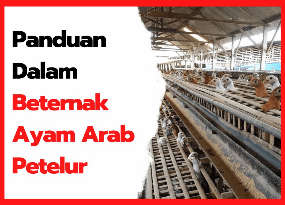 Panduan Dalam Beternak Ayam Arab Petelur | cover