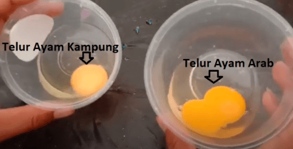 Perbedaan kuning telur ayam arab dan telur ayam kampung | Image 4