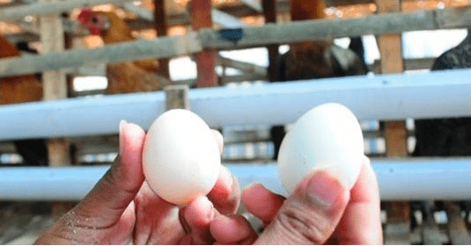 Di lihat sekilas antara bentuk telur ayam arab dengan telur ayam kampung memang sedikit sama | Image 1