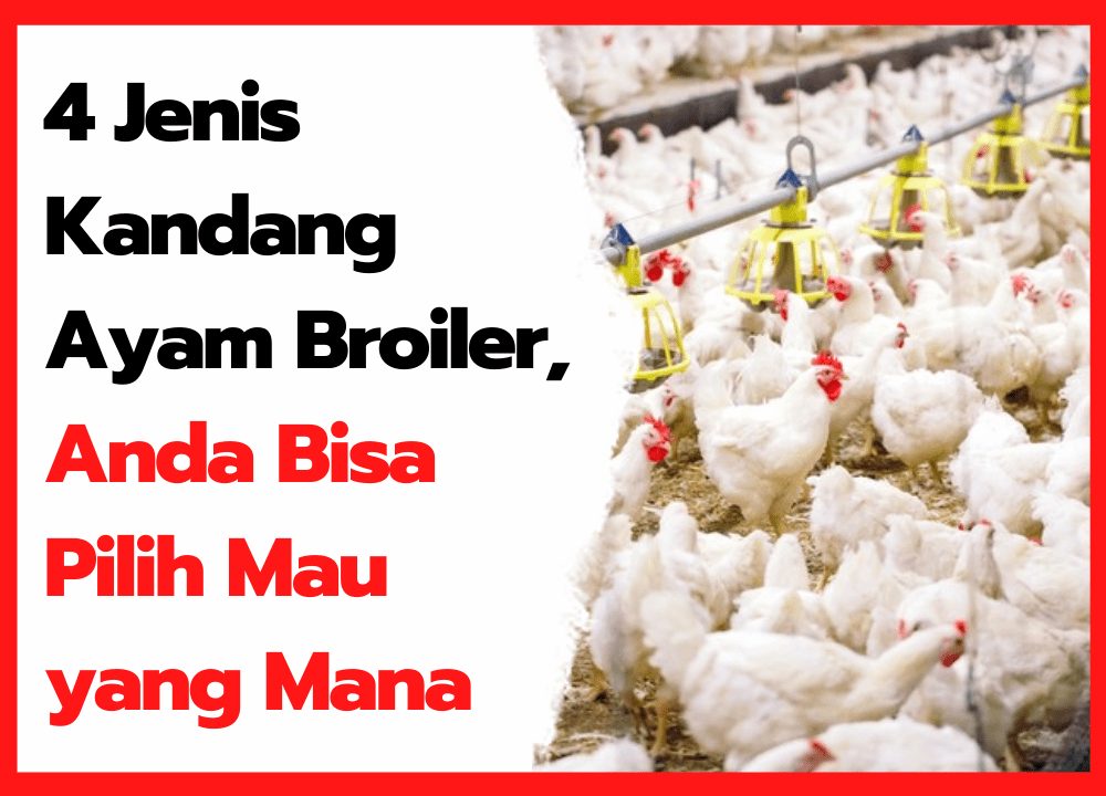 4 Jenis Kandang Ayam Broiler, Anda Bisa Pilih Mau yang Mana | thumbnail