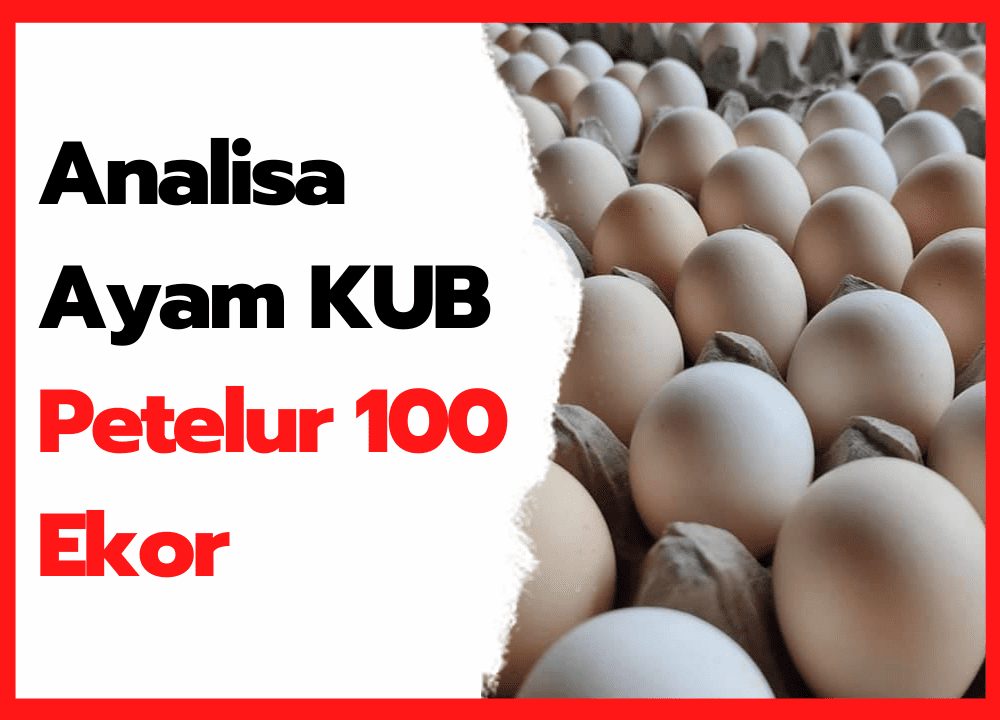 Analisa Ayam KUB Petelur 100 Ekor | cover