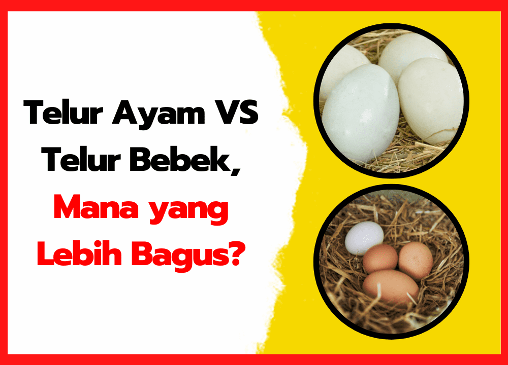 Telur Ayam VS Telur Bebek, Mana yang Lebih Bagus?