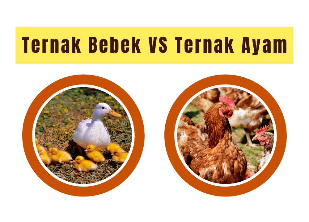 Dua jenis unggas yang sering membuat peternak bingung mau pilih yang mana yaitu bebek dan ayam | Image 1