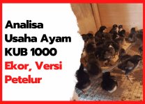 Analisa Usaha Ayam KUB 1000 Ekor, Versi Petelur | cover