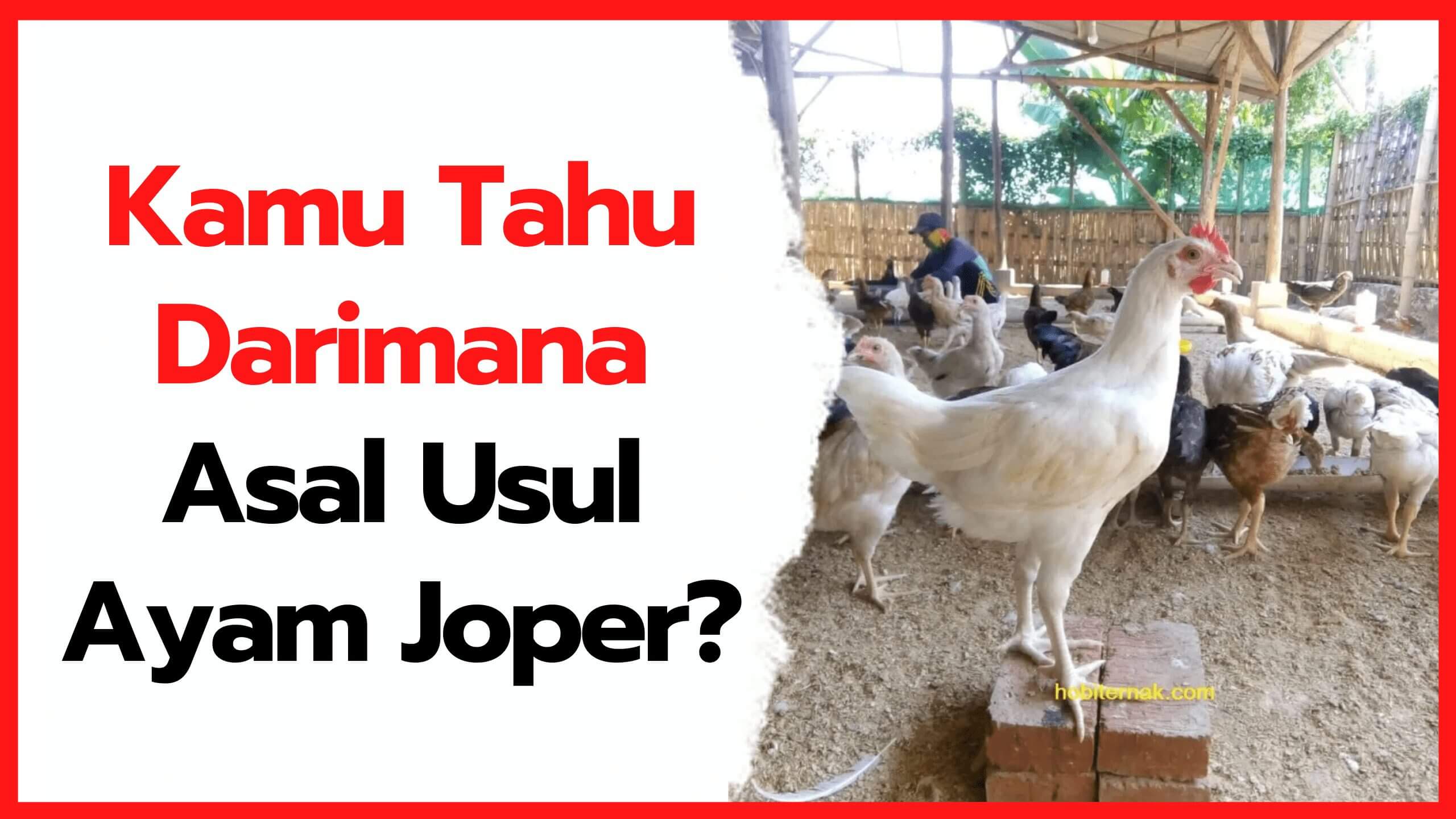 Asal Usul Ayam Kampung Super dan Tujuan Pemeliharaannya | cover
