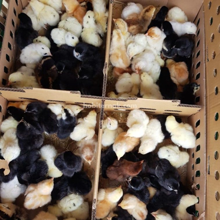 Ayam-Kampung-Super-1-1