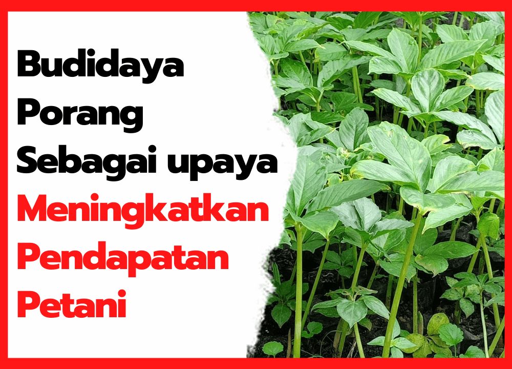 Budidaya Porang Sebagai upaya meningkatkan Pendapatan petani indonesia | cover
