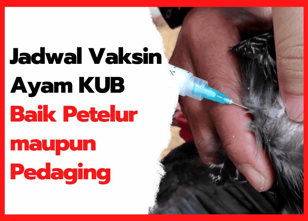 Jadwal Vaksin Ayam KUB Baik Petelur maupun Pedaging | cover