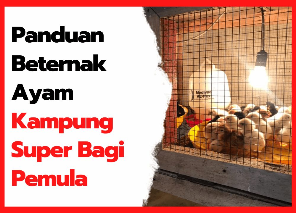 Panduan Beternak Ayam Kampung Super Bagi Pemula | cover