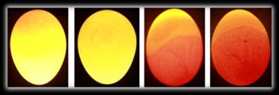 Pada telur infertil menunjukan warna yang terang, sedangkan telur fertil warnanya cenderung gelap. | image 5