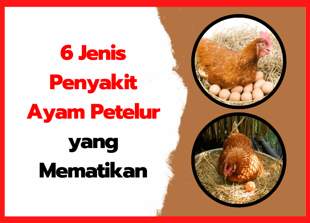 6 Jenis Penyakit Ayam Petelur yang Mematikan