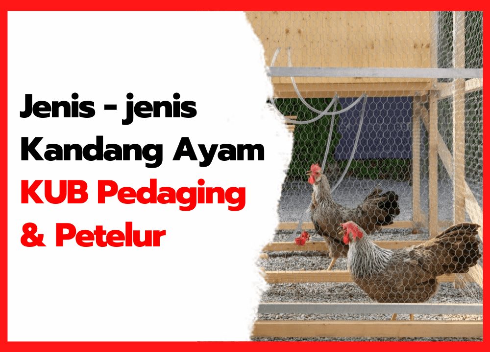Jenis - jenis Kandang Ayam KUB Pedaging & Petelur | cover