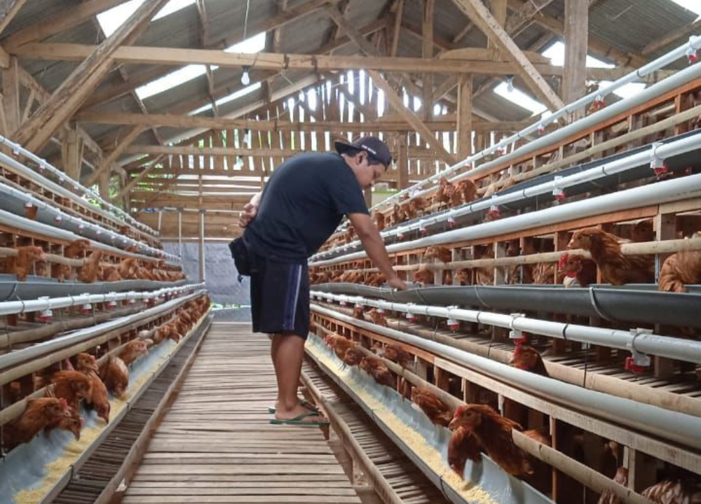 Terbaru!! Panduan Beternak Bibit Ayam Petelur Hingga Panen