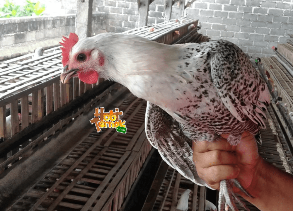 Ayam arab termasuk jenis ayam petelur yang mampu memproduksi telur dengan jumlah yang cukup tinggi | Image 1