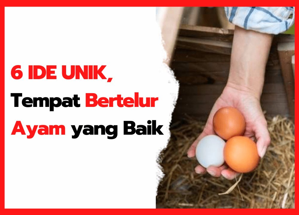 6 IDE UNIK, Tempat Bertelur Ayam yang Baik | cover