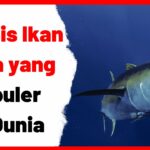 9 Jenis Ikan Tuna yang Populer Di Dunia