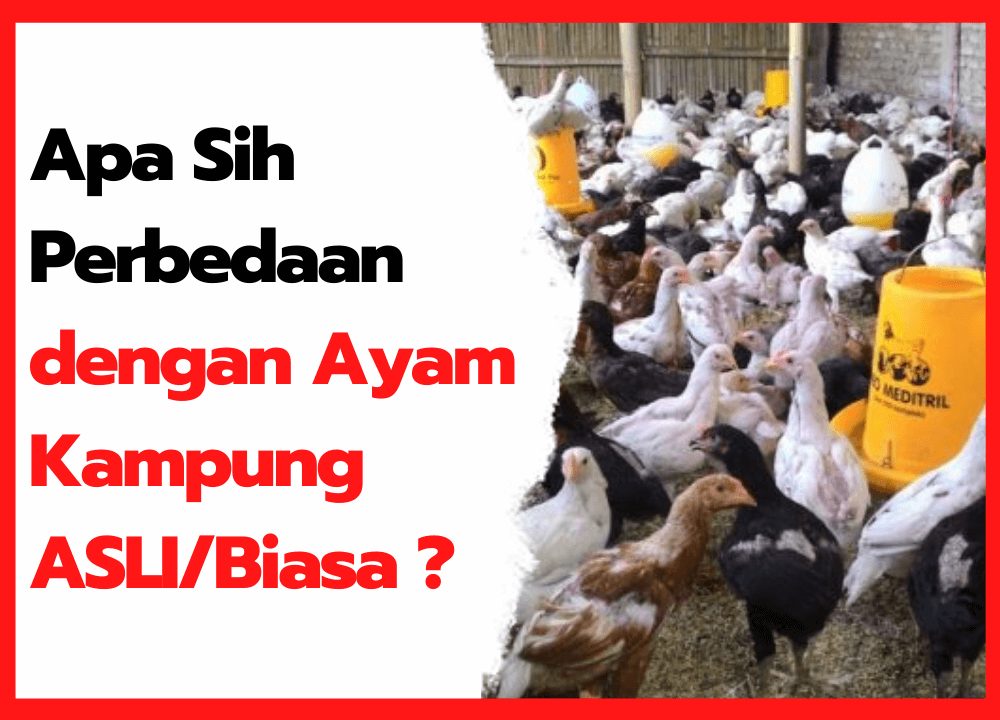 Apa Sih Perbedaan JOPER atau Ayam Kampung Super dengan Ayam Kampung ASLI Biasa | cover