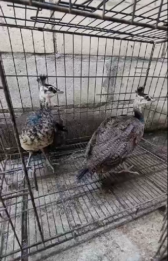 Dua ekor merak biru usia 3 bulan dengan jambul khas dan warna bulu yang mulai muncul.