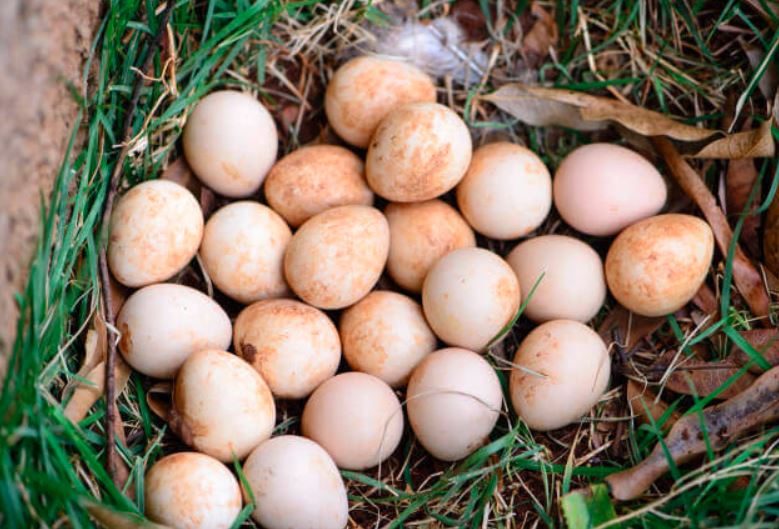 Telur ayam mutiara ternyata dapat juga di makan layaknya telur konsumsi pada umumnya | image 6