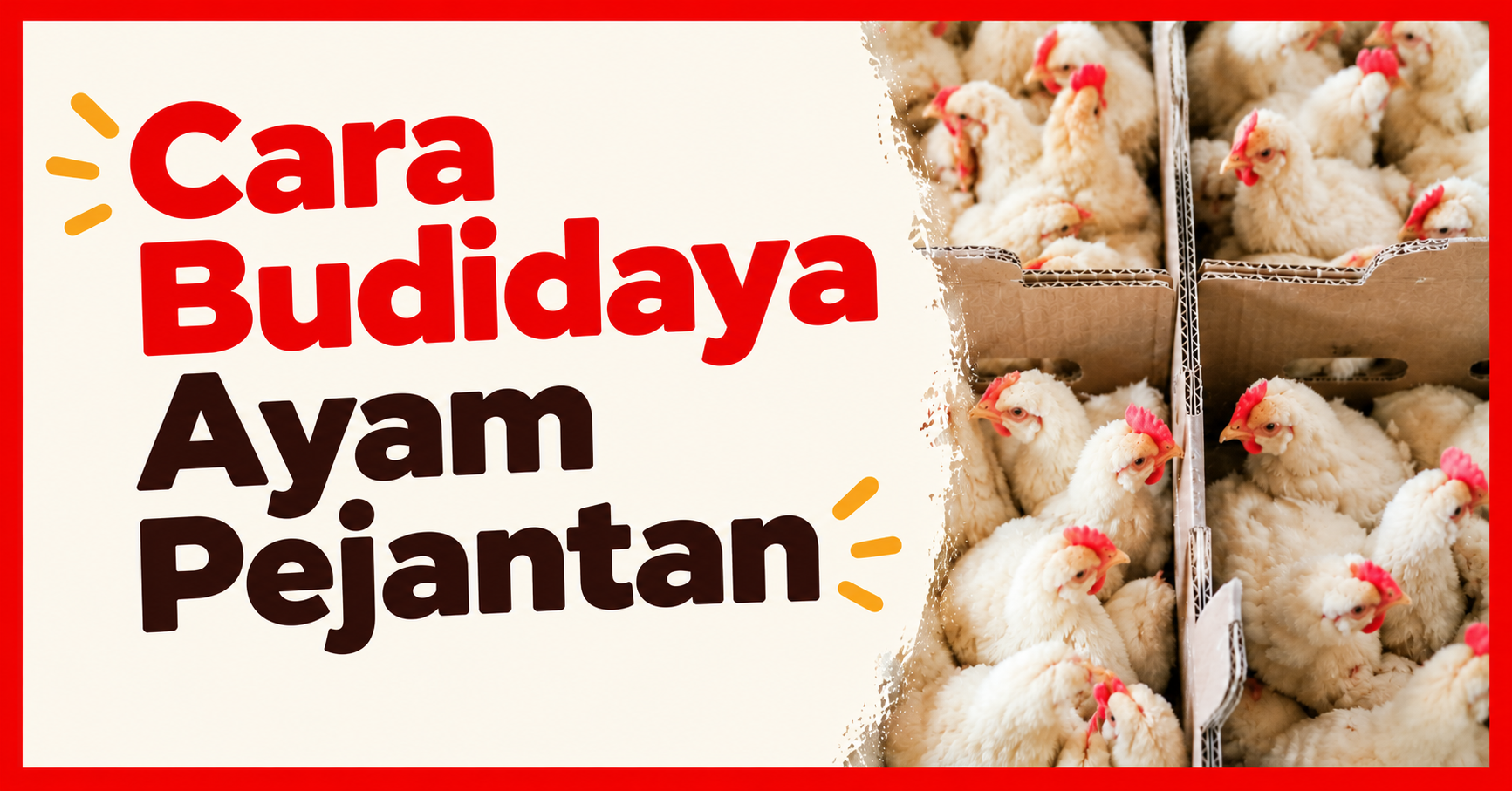 Cara Budidaya Ayam Pejantan dari DOC hingga Panen