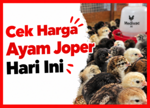 Cek harga ayam joper hari ini | cover