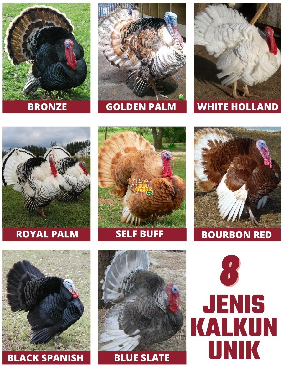 8 Jenis Kalkun dari Hobiternak