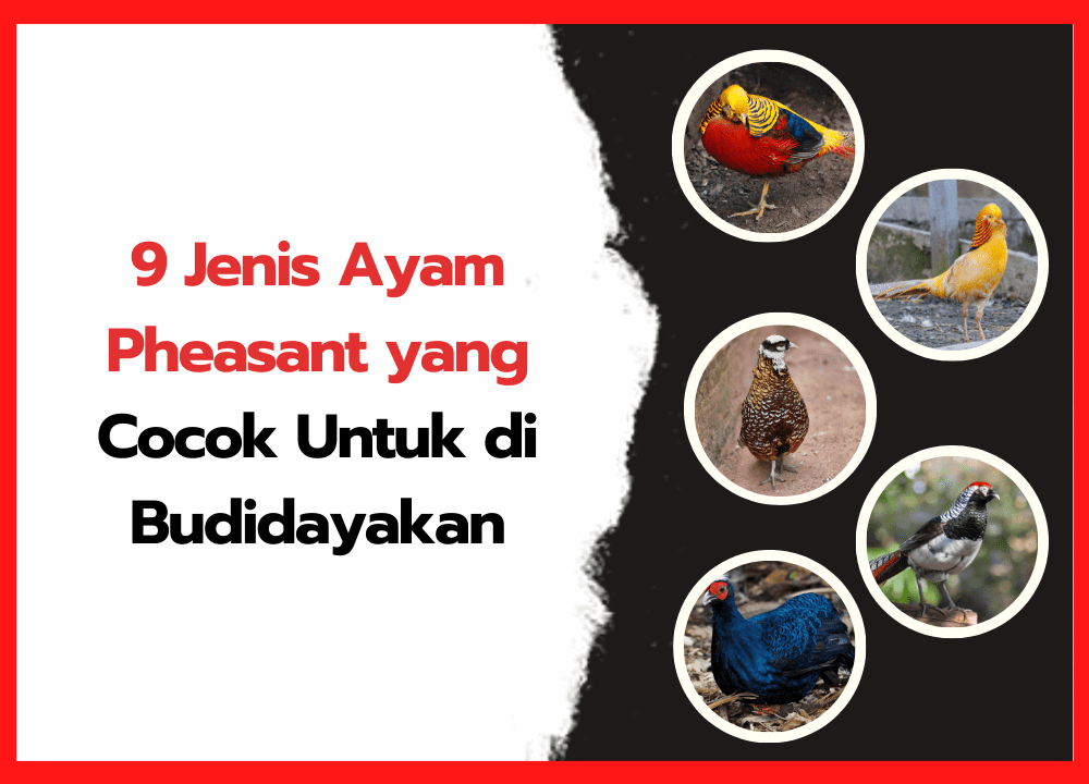 9 Jenis Ayam Pheasant yang Cocok Untuk di Budidayakan | cover