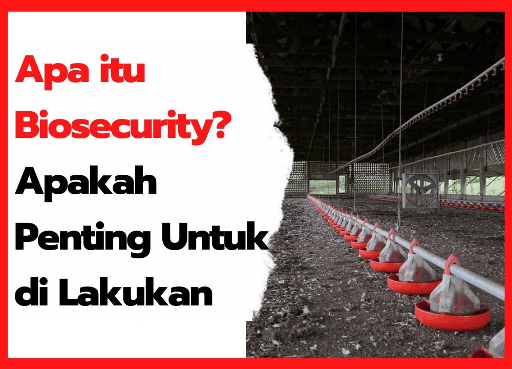 Biosecurity, Penting Dilakukan Untuk Pencegahan Penyakit pada Ayam