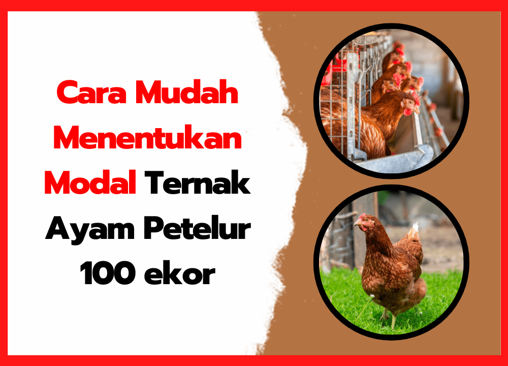 Cara Mudah Menentukan Modal Ternak Ayam Petelur 100 ekor